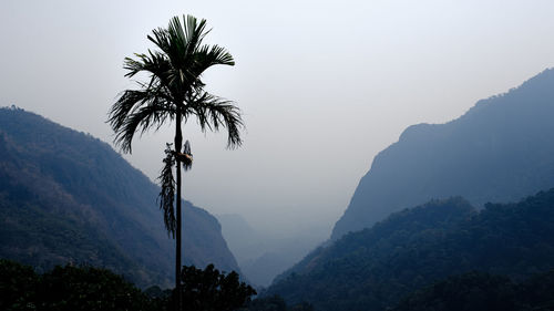 One coconut tree and mountain layer background dramatic picture style