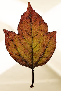 Close-up of dry maple leaves against white background