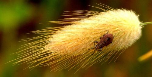 Close-up of an animal