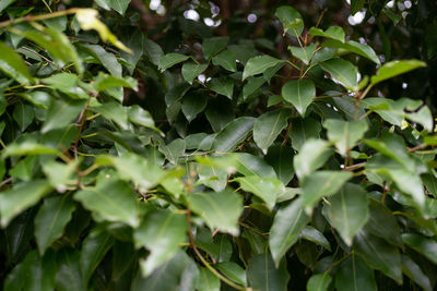 Close-up of green leaves