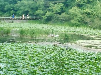 Plants in pond