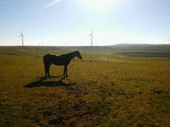 Horse on field against sky