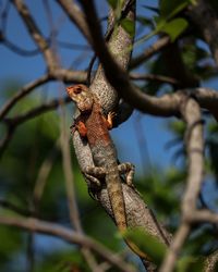 Close-up of lizard on tree