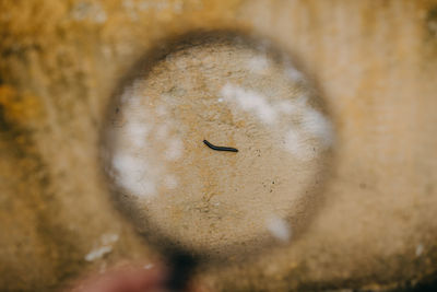 Close-up of worm seen through magnifying glass