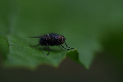 Close-up of fly on leaf