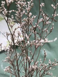 Close-up of cherry blossoms in spring