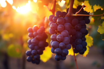 Close-up of grapes growing on tree