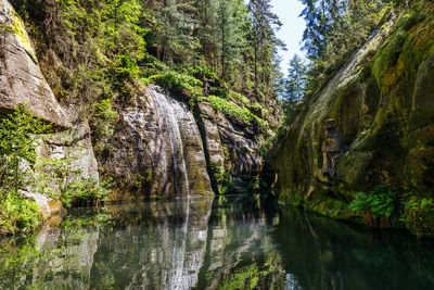 Scenic view of lake in forest