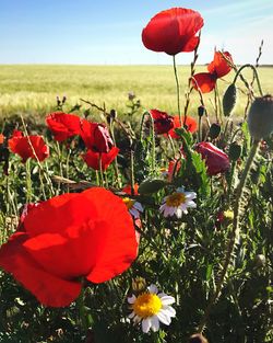 Close-up of poppies blooming on field against sky