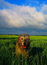 Dog in field