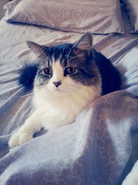 Close-up portrait of cat