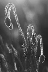 Close-up of poppy buds