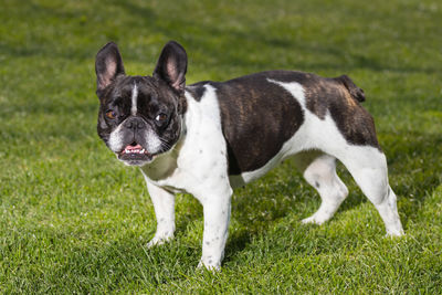 A cute black and white french bulldog dog head portrait with cute expression in the wrinkled face.