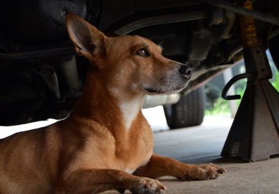 Stray dog relaxing below car on street