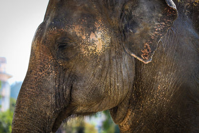 Close-up of elephant