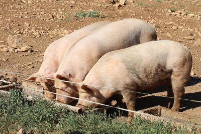 View of horse on field