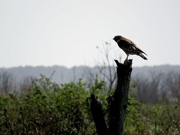 Bird perching on a tree