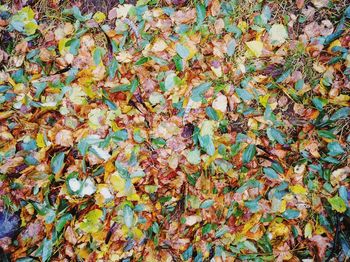 Full frame shot of multi colored leaves