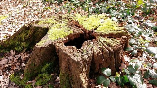 Low angle view of lizard on tree