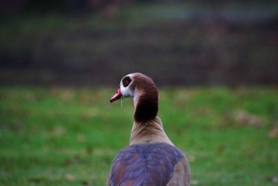 Close-up of a bird looking away