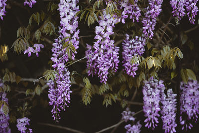 Close-up of purple flowering plants