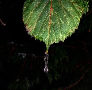 Close-up of illuminated leaf