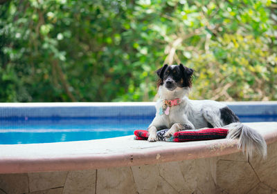 Portrait of dog in swimming pool