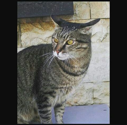 domestic cat, cat, one animal, pets, animal themes, domestic animals, feline, transfer print, mammal, whisker, auto post production filter, indoors, portrait, close-up, animal head, staring, sitting, alertness, looking at camera