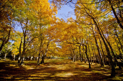 View of autumn trees in forest