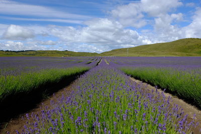 Scenic view of agricultural field against sky