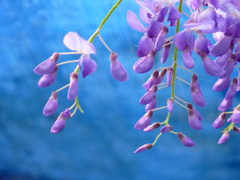 Close-up of flowers blooming outdoors