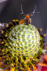 Close-up of insect on flower