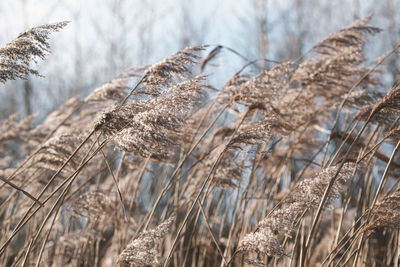 Pampas grass on the lake, reed layer, reed seeds. golden reeds on the lake sway