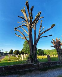 Trees on field against clear blue sky