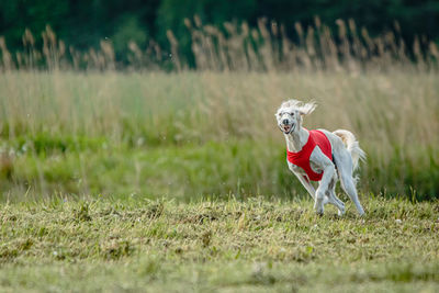 Saluki dog in red shirt running and chasing lure in the field on coursing competition