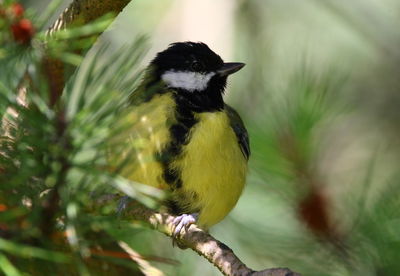 Close-up of great tit perching on tree