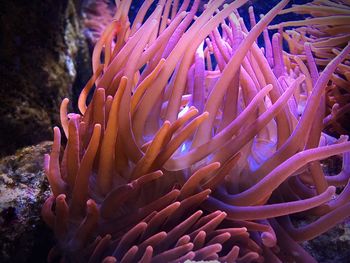 Close-up of coral in sea