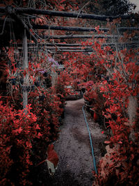 Red flowering plants on footpath during autumn