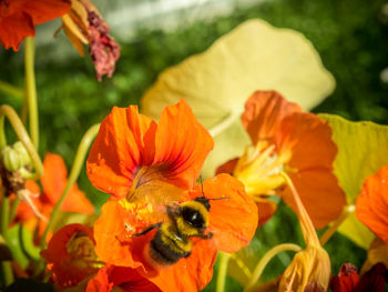 Close-up of orange flower