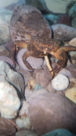 Close-up of crab on rock