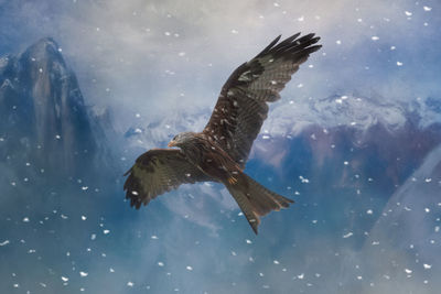 Close-up of eagle flying against sky during winter