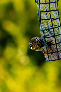 Close-up of a bird against blurred background