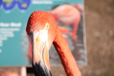 Close-up of flamingo at zoo