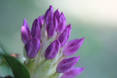 Close-up of purple flowering plant