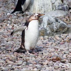 Bird on rock