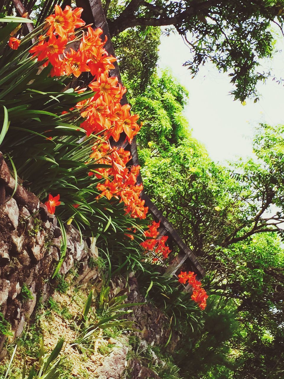 tree, growth, nature, leaf, green color, beauty in nature, low angle view, tranquility, autumn, branch, red, plant, growing, change, season, day, clear sky, outdoors, sunlight, lush foliage