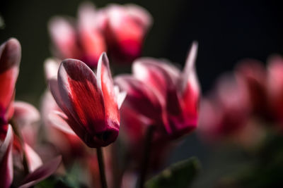 Close-up of red tulip blooming outdoors