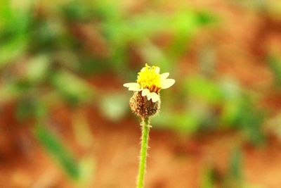Close-up of yellow flowering plant on field