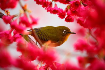 Little bird in the plum