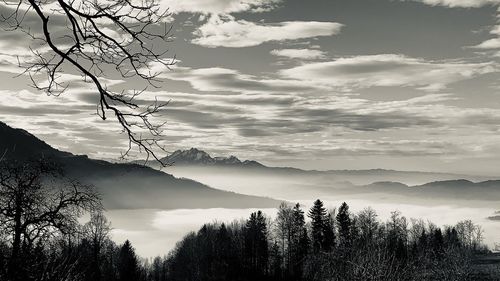 Silhouette trees against sky